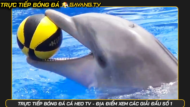 Trực tiếp bóng đá Cá Heo TV - Địa điểm xem các giải đấu số 1 | Hình số 4 Trực tiếp bóng đá Cá Heo TV